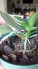 New spike growing under bottom leaf has bloom opening what happened?-img_20150227_155508474-jpg