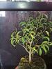 Semi-aquatic vivarium bonsai project-img_20150228_084857-jpg