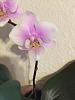 Interesting NOID phals-imageuploadedbytapatalk1425133409-139910-jpg