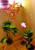 Keiki stops growing after hard fall on my phal den-deninbloom-jpg