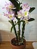 4 New Orchids!  Den.,  Blc., and Onc.-img_8787_opt-jpg