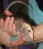 All Four Ratties in a group photo!-fawn-investigating-jpg