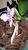 New spike growing under bottom leaf has bloom opening what happened?-img_20150303_163925408-jpg