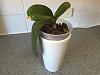 Is my phal orchid rotting?-img_1185-jpg