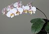 Phalaenopsis philippinensis in bloom-phal_1_large-jpg