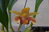 Bulbophyllum lobbii Malacca form-pics-003-jpg
