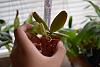 New Orchid Haul from SBIOS-santa-barbara-orchid-pics-064-jpg