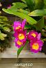 My blooming orchids~-neo2-jpg