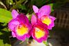 My blooming orchids~-neo04-jpg