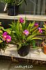 My blooming orchids~-neo13-jpg