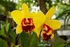 My blooming orchids~-neo3-jpg