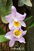 My blooming orchids~-neo4-jpg