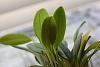 Masdevallia mendozae spotting-masdie-spotting-001-jpg