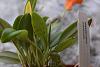 Masdevallia mendozae spotting-masdie-spotting-002-jpg