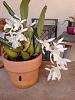 Coelogyne Unchained Melody in bloom-20150319_142238-jpg