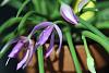 Leptotes pohlitinocoi in bloom-leptotes-pohlitinocoi-jpg