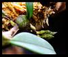 Bulbophyllum - who am I?-bulbo-2-1-jpg