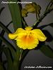 Dendrobium chrysotoxum-achat-vente-orchidee-dendrobium-chrysotoxum-jpg