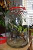 New Jar Terrarium-jar-terrarium-001-jpg