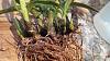 new Maxillaria schunkeana - will it survive?-img_20150323_185921-jpg