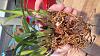 new Maxillaria schunkeana - will it survive?-img_20150323_185948-jpg