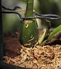 Somebody ate my new growth!!-zns-bluebirds-growth-jpg