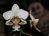 Phal. stuartiana in bloom!-phal-stuartiana-sgl-bloom-owl-jpg