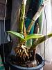 Keiki stops growing after hard fall on my phal den-trip-jpg