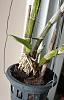 Keiki stops growing after hard fall on my phal den-jpg