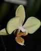 Nobby's Amy Cross-phal-tqs-lisa-bat-2015-jpg