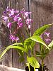 Bletilla striata (var. variegata) in bloom-20150329_150433-jpg