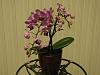 New orchid owner in Florida!-053-jpg