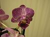 New orchid owner in Florida!-059-jpg