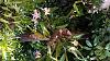 &quot;Rescued&quot; Orchid, Can you ID it?-20150405_150304-1-jpg