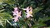 &quot;Rescued&quot; Orchid, Can you ID it?-20150405_150311-1-jpg