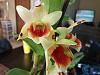 Brown spots on blooms of Den. Green Lantern-green-lantern-jpg