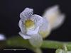 Microcoelia exilis flower closeup-microcoeliaexilis014-copy-annotated-jpg