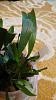 Small yellow &amp; black spots on oncidium leaves-img_20150410_192113440-jpg