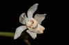 Thrixspermum ridleyanum-img_3643-jpg