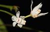 Thrixspermum ridleyanum-img_3637-jpg