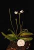 Thrixspermum ridleyanum-img_3655-jpg