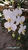 Phal. aphrodite on tree and...-neo19-jpg