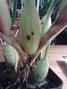 Bacterial Brown Spot on Maxillaria tenuifolia??-059-jpg