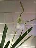 Brassavola Nodosa &quot;Mas Major&quot; x B. Nodosa &quot;Remar&quot;-imageuploadedbytapatalk1429989065-691500-jpg