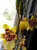 Is it normal for your orchids to sap?-img_20150425_150836-jpg