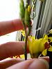 Is it normal for your orchids to sap?-img_20150425_151134-jpg