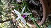 Leptotes bicolor, first spring flower-20150425_092602-jpg