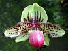 paphiopedilum x phragmipedium-unnamed-5-jpg