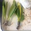 Some new Masdies from Ecuagenera-masdevallia-newmaniana-jpg