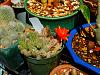 succulents in bloom-dscn0446-jpg